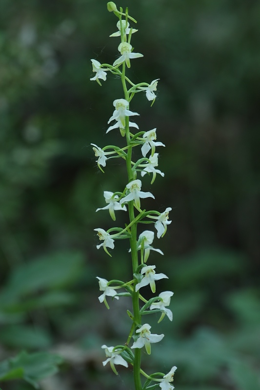 Orchidee. nel fondo del barile